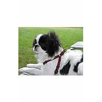 Japanese Chin Saki