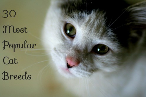 Top 30 Cat Breeds Top 30 Cat Breeds