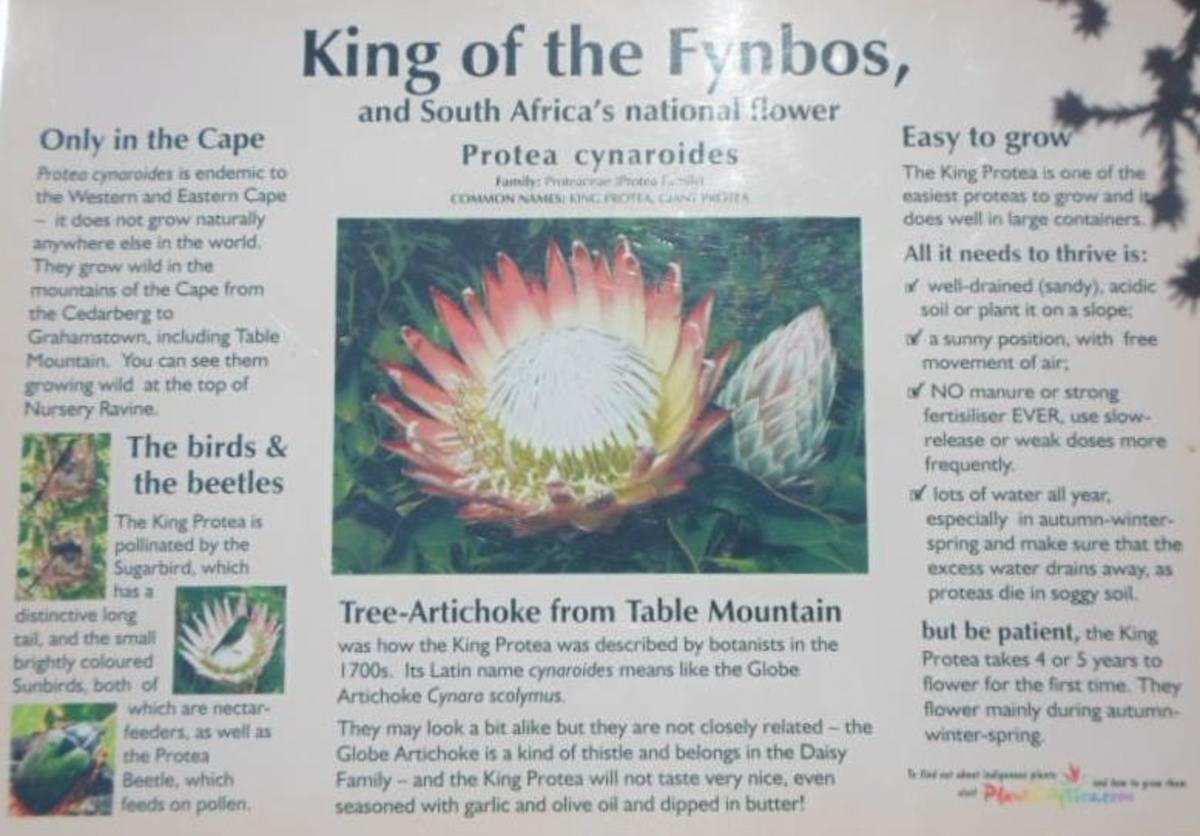 King Protea - South Africa's National Flower 