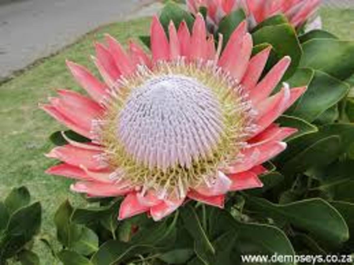 King Protea - South Africa's National Flower 