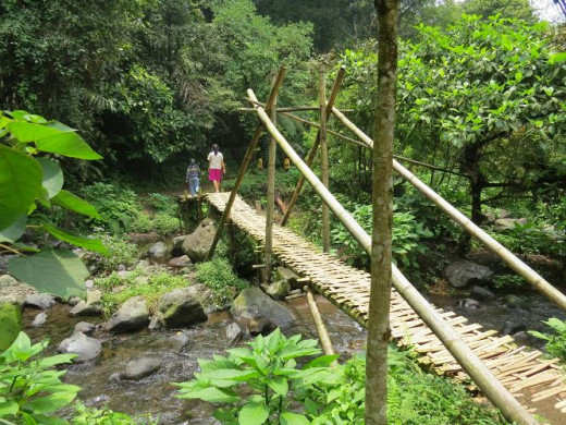 A bamboo bridge leading to the waterfall.