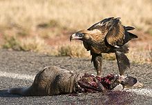 Carrion: food for vultures