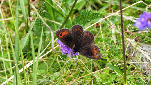 Scotch Argus