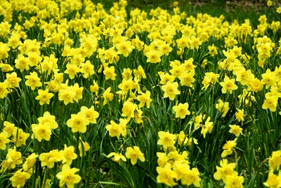 You know when Spring is close by when the daffodils sway in the wind!