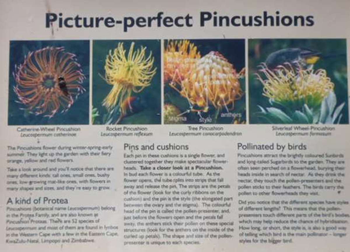 South Africa - Capensis - Fine Bush - - Speldekussing - Pincushion 
