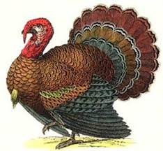 Turkeys, we salute you