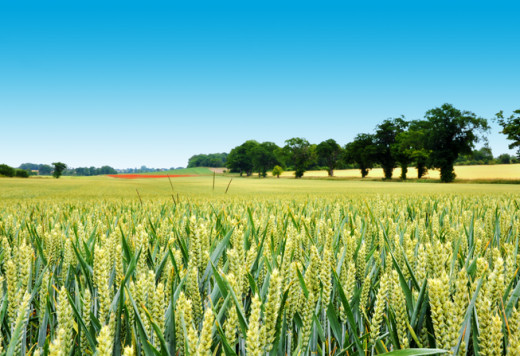 Corn Fields
