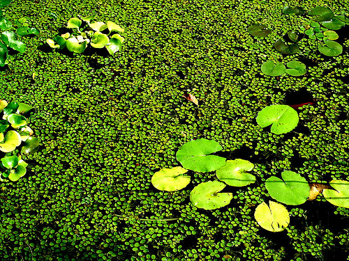 Algal Biomass, so calm and beautiful