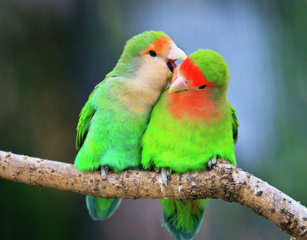 lovebirds-types-and-personality