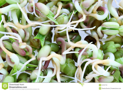 Mung beansprouts: Ready when they have 2 -3" tails.