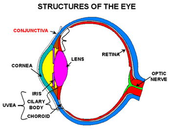 Here is a disection image of the eye, showing the conguntiva layer.