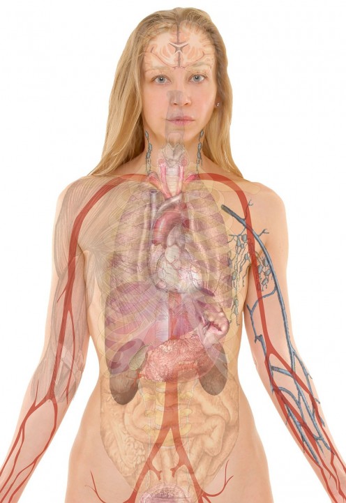 Female anatomy: Aspirin reduces inflammation throughout the body, making the "real age" of your body seem younger.  