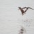 Brahminy kites