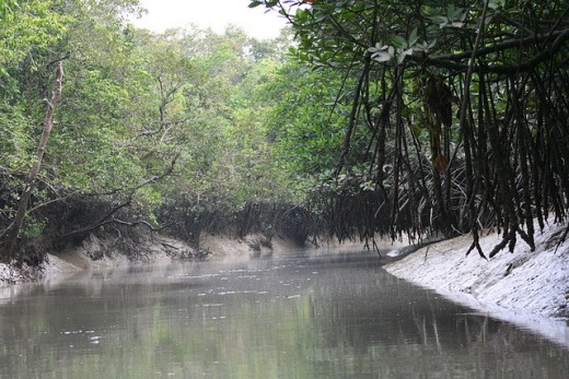 Mangroves in Sunderbans