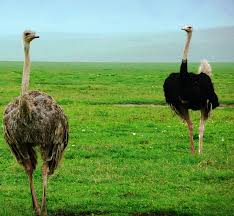 A female and a male Ostrich.