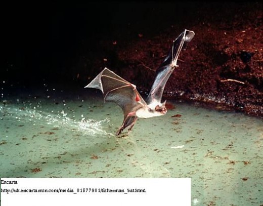 the greater bulldog bat the greater bulldog bat