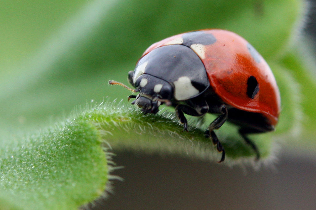 Ladybug Crafts for Kids