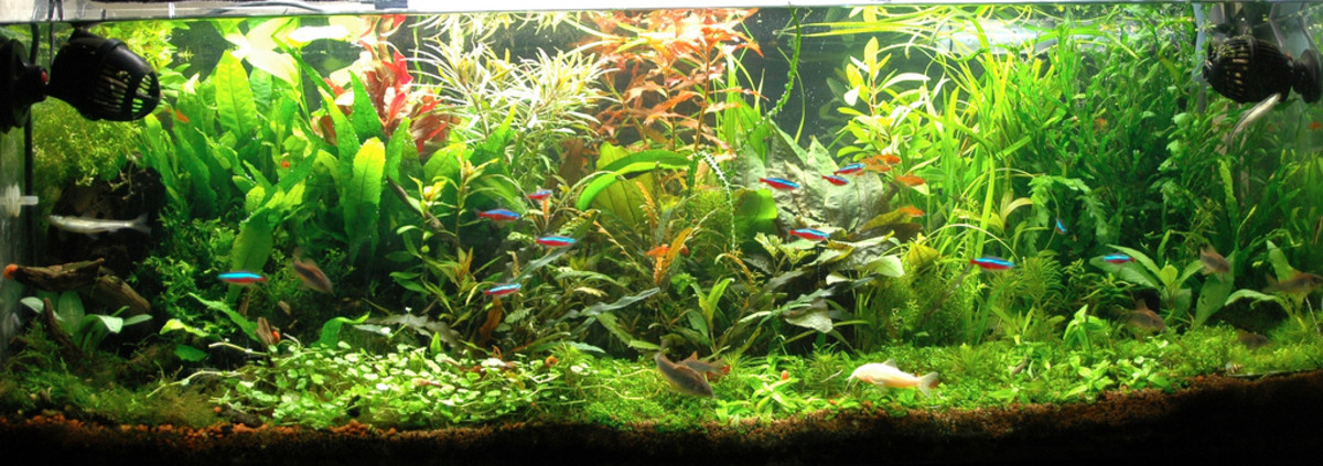 Cleaning Your Freshwater Fish Tank