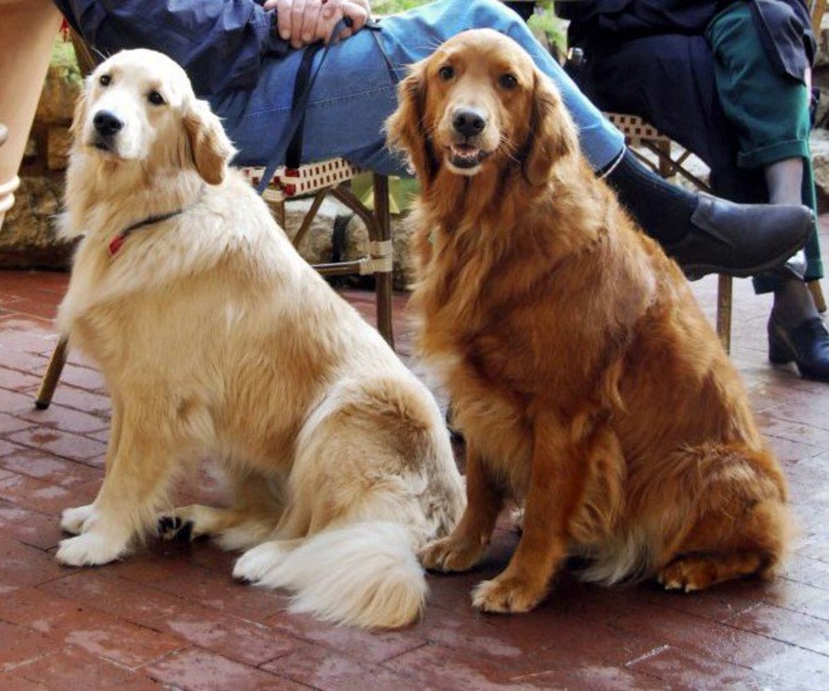 The Truth About English Cream White Golden Retrievers Pethelpful
