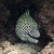 Honeycomb moray-eel
