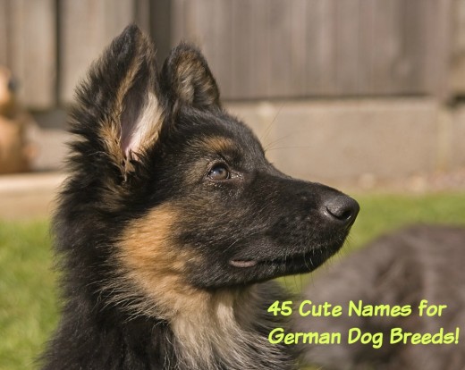 3 week german shepherd puppies 45 best names for german shepherd puppies pethelpful 3 week german shepherd puppies 45 best names for german shepherd puppies pethelpful