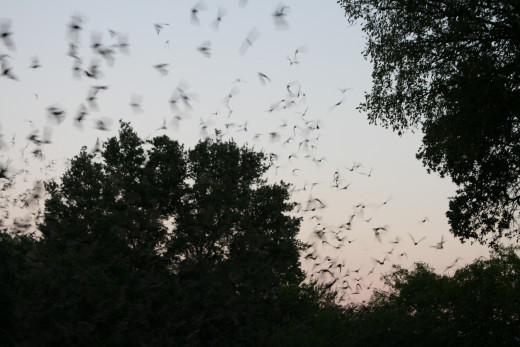 Bat vacation--we traveled to San Antonio, TX, to watch bats emerge from Old Tunnel Wildlife Management Area,