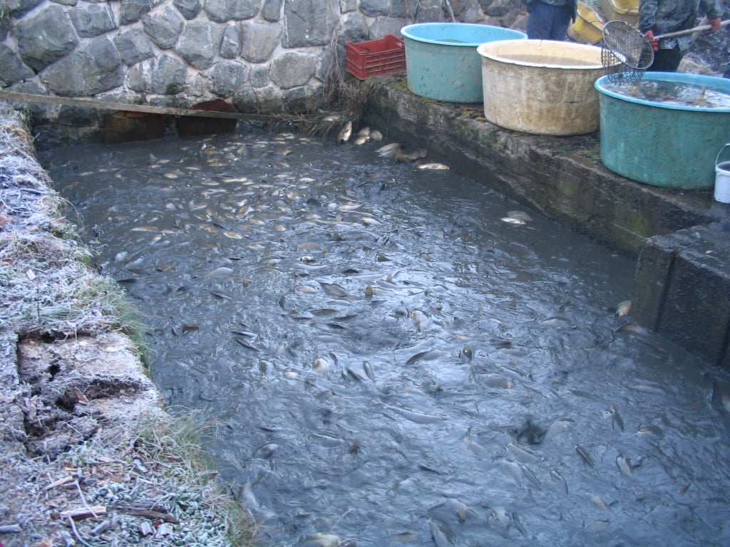 Sustainable Fish Farming - Homestead Aquaculture | HubPages