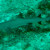 White tipped shark