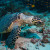 Hawksbil turtle fish