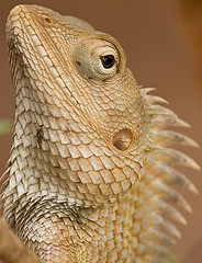 Iguana    Source: Flickr