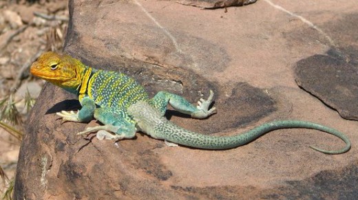 Collared Lizard    Source: Flickr