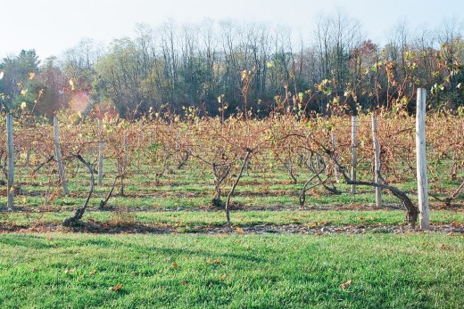 A view of the vines behind the winery.