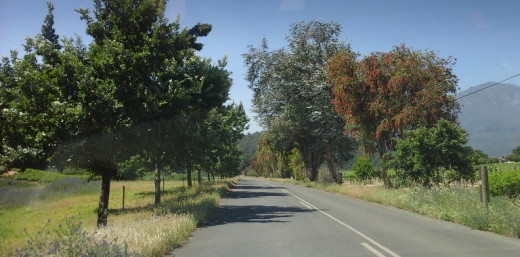 Wine route, Stellenbosch area, Cape Winelands, South Africa 