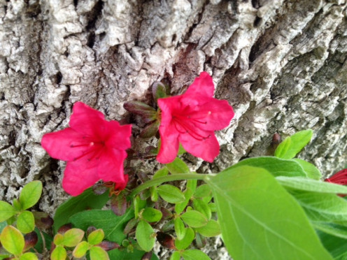 These are growing in my front yard, in front of a big tree.  I welcome the bright color every year. 