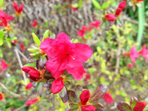 These bright pink/red azaleas add a great splash of color to any yard.  Pairing them with othe ines are great do.