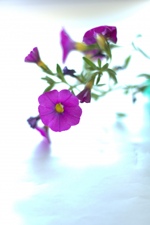 Purple Petunia