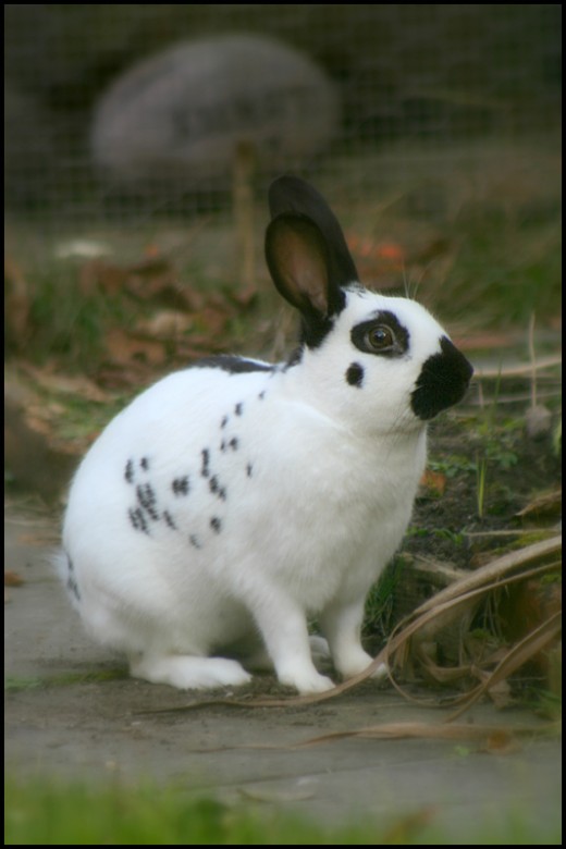 English rabbit