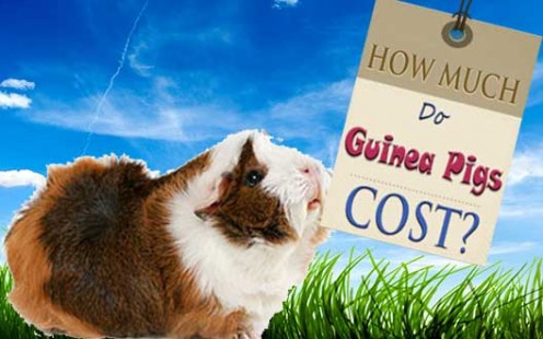 How Much Do Guinea Pigs Cost? How Much Do Guinea Pigs Cost?
