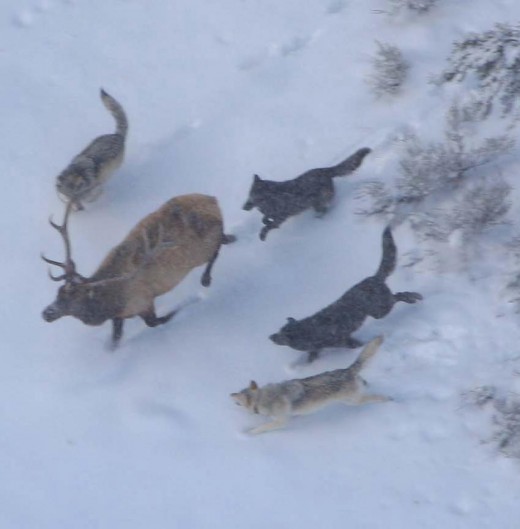 Gray wolves  pursuing an elk.