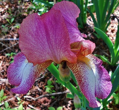 Another beautiful iris from my friend.  Used with permission from K.S.