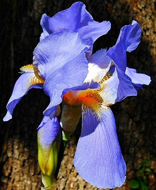 A gorgeous capture of a purple with yellow iris.  Used with permission from friend K.S.