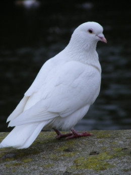 https://usercontent2.hubstatic.com/12011061_f260.jpg