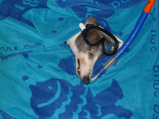 The swimming was one of my favourite events!
