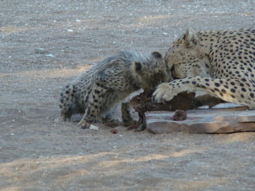 Watching a cheetah feed in Namibia - a mother and 2 cubs 
