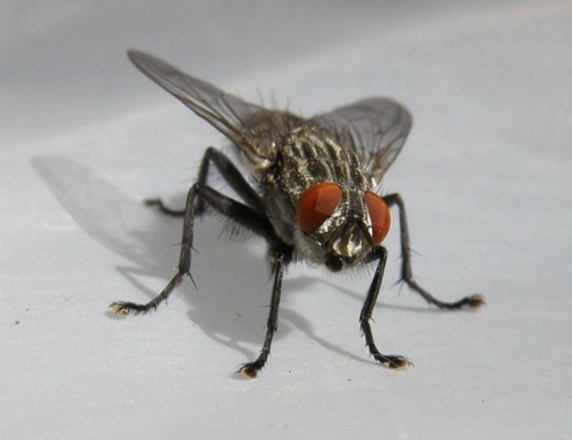 We swat houseflies unmercifully, with no thought of any moral considerations.