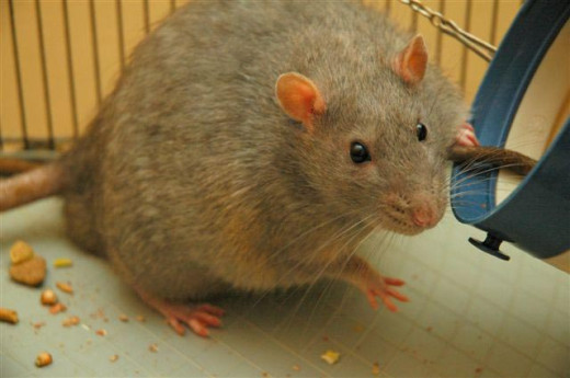 Rats with diabetis exhibit symptoms similar to humans.