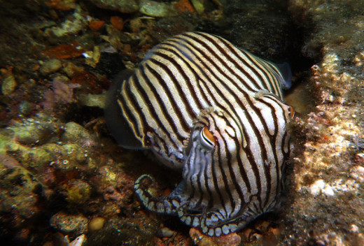 Pyjama squid