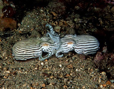 Striped Pyjama Squids Having Fun