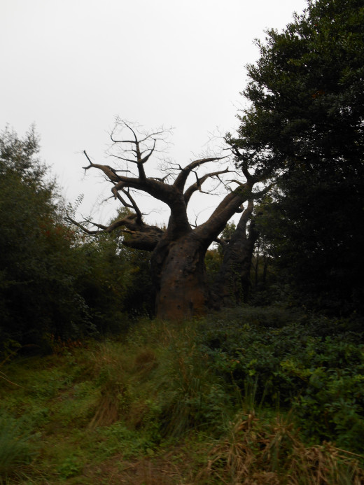 One of Animal Kingdom's baobab trees.