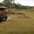 On the Safari Ride On the Safari Ride
